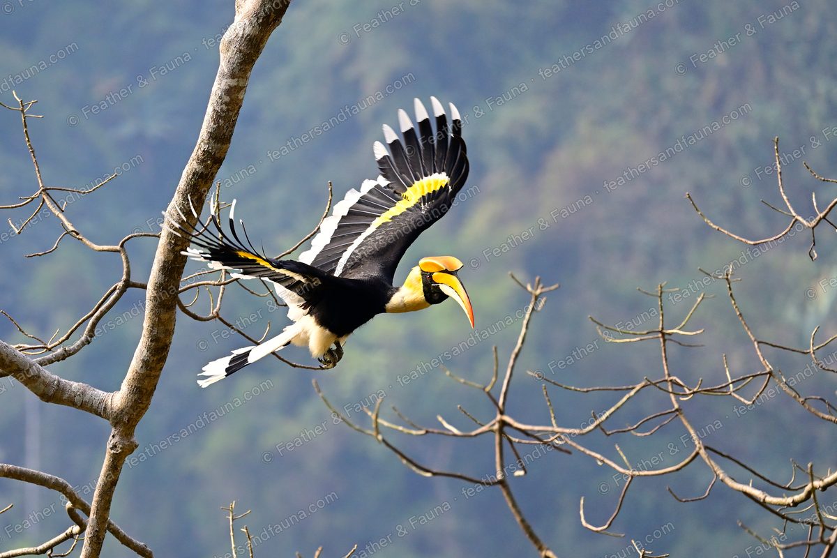 Great Hornbill in flight between bare trees, wings spread, yellow bill leading.