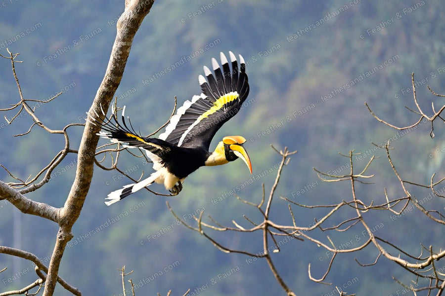 Great Hornbill in flight between bare trees, wings spread, yellow bill leading.