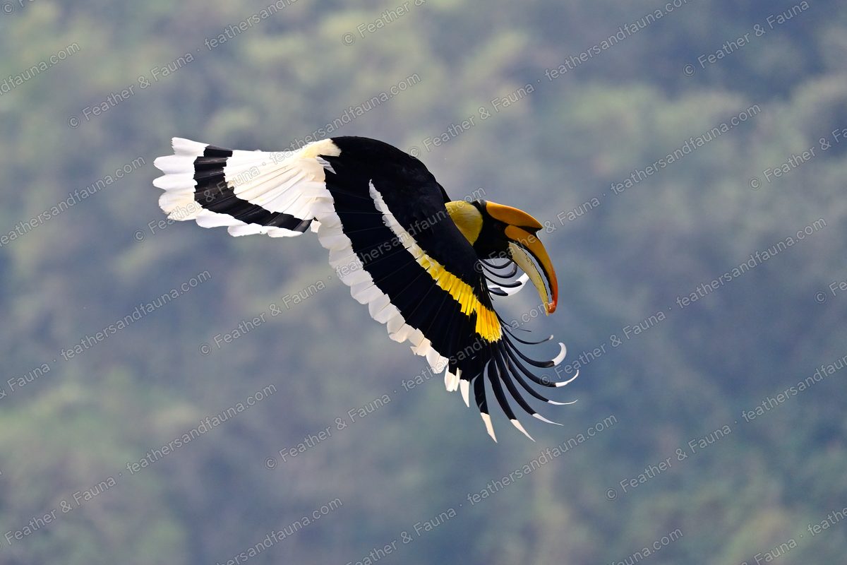 Great Hornbill in flight with wings fully spread, white wing bars visible.