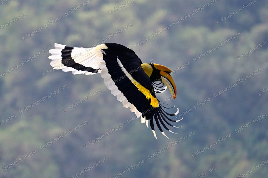 Great Hornbill in flight with wings fully spread, white wing bars visible.