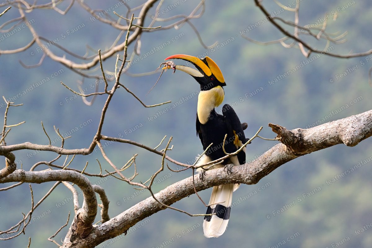Great Hornbill on a bare branch holding food in its bill above forested hills.