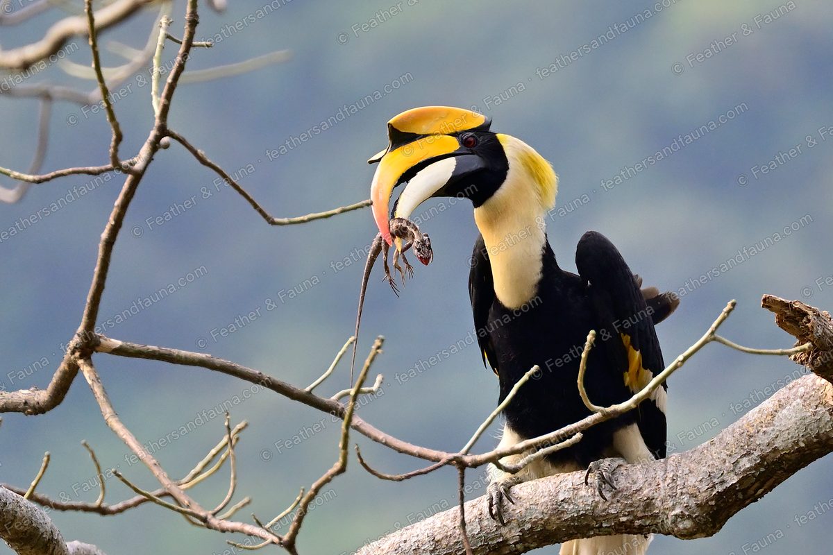 Great Hornbill on a branch with wings half open, holding prey in its bill tip.