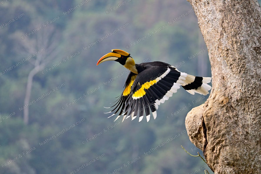 Great Hornbill in flight past a rock cliff, wings spread, yellow bill leading.
