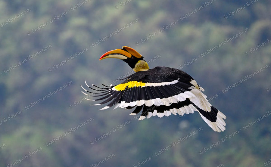Great Hornbill in flight against a hazy green ridge, wings fanned.