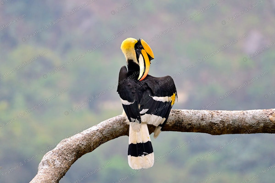 Great Hornbill preening on a branch, seen from behind, banded white tail hanging.