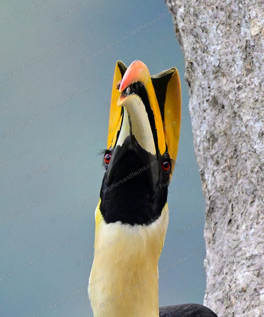 Male Great Hornbill with head thrown back and bill open, huge yellow casque.
