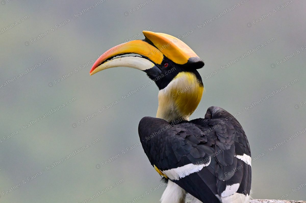 Male Great Hornbill with a huge yellow casque preening on a rock.