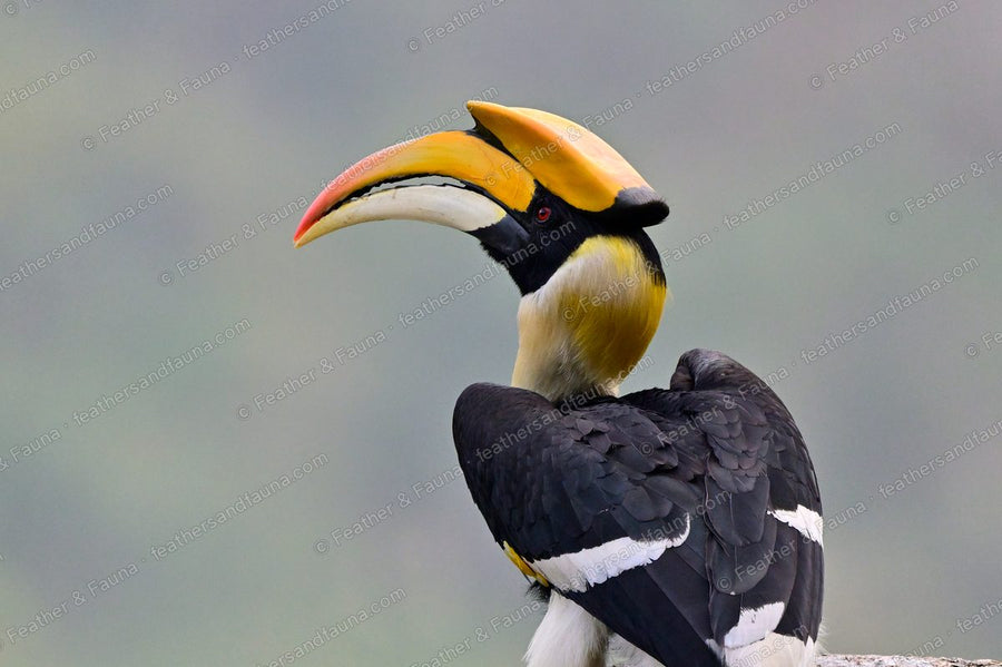 Male Great Hornbill with a huge yellow casque preening on a rock.