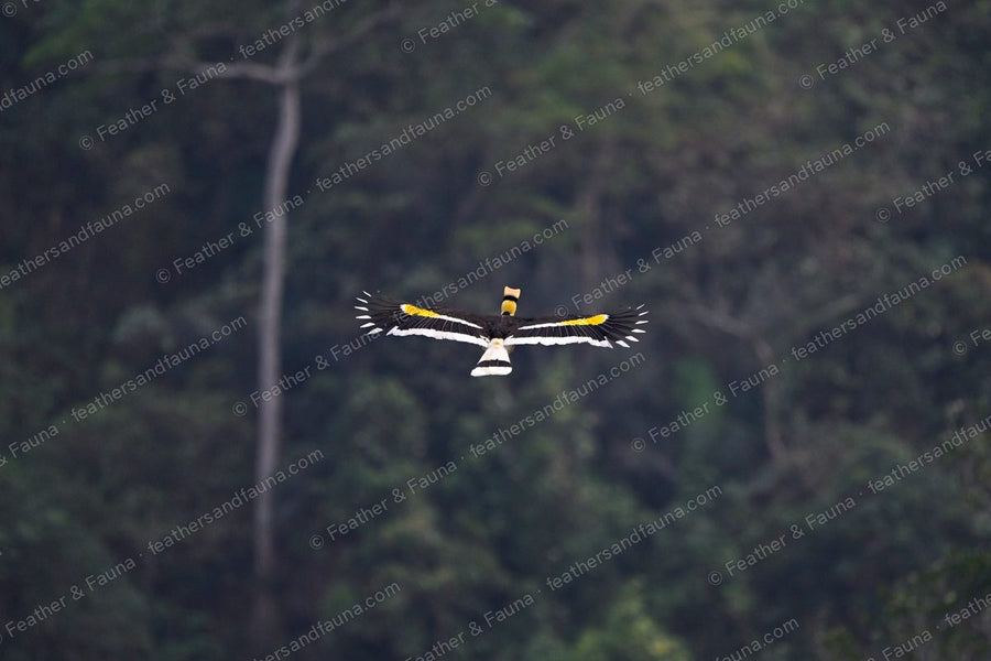 Great Hornbill flying away over rainforest canopy, yellow wing bars showing.