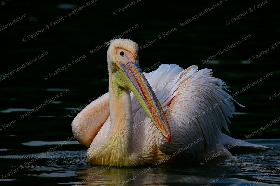 Great White Pelican on dark water with a pink-and-yellow bill and yellow pouch.