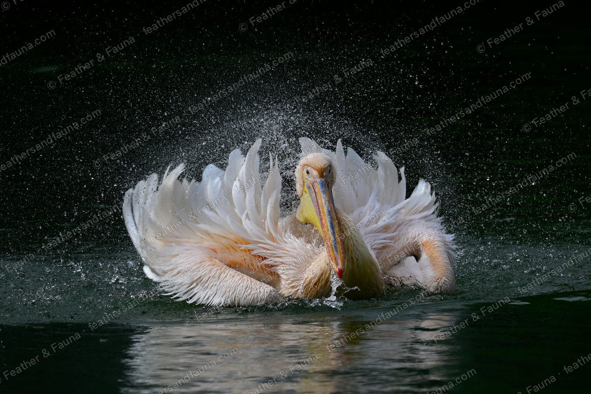 Great White Pelican bathing with wings raised in an arch, spray flying.
