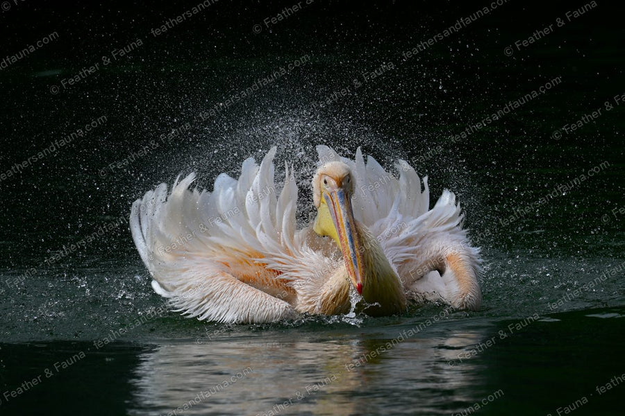 Great White Pelican bathing with wings raised in an arch, spray flying.