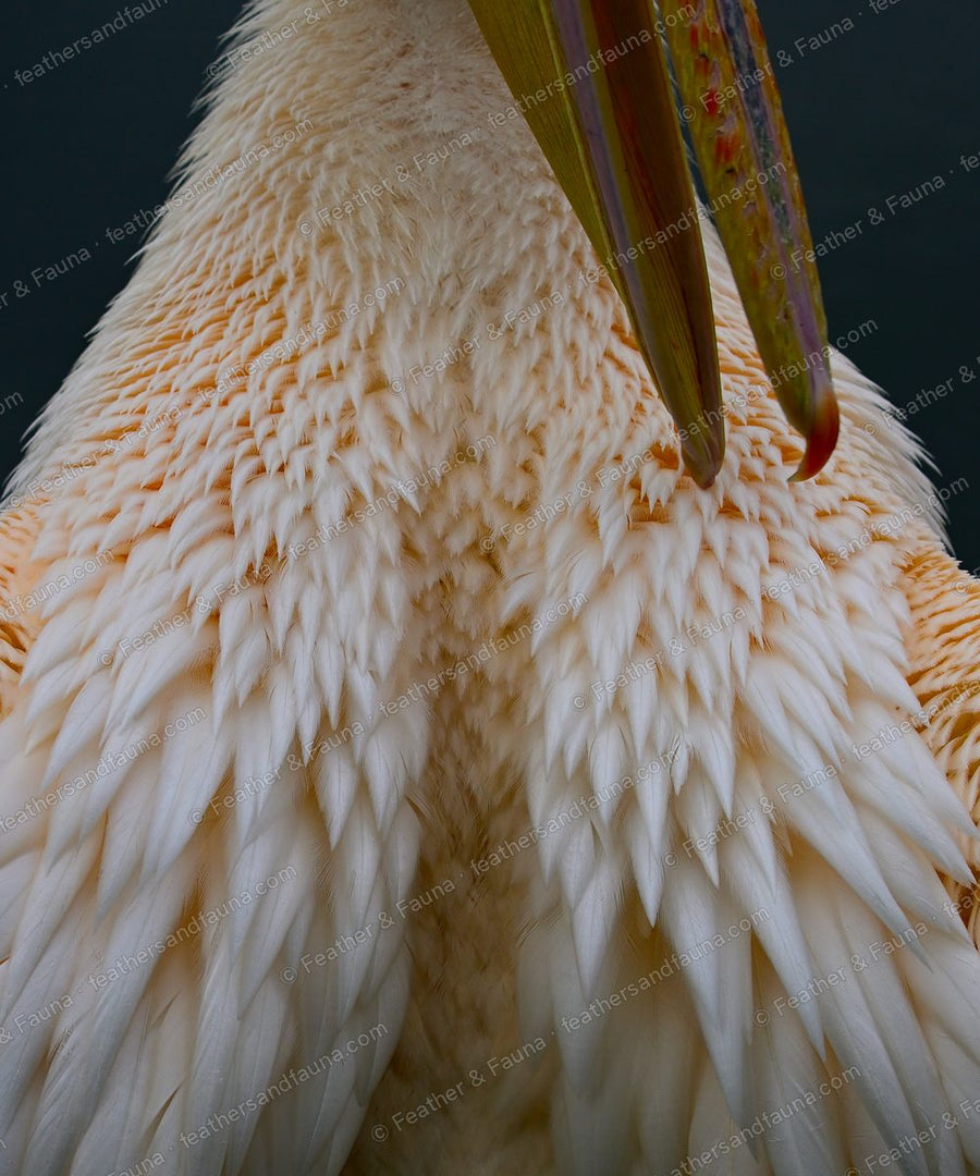 Close-up of a Great White Pelican's cream breast feathers and bill tip.