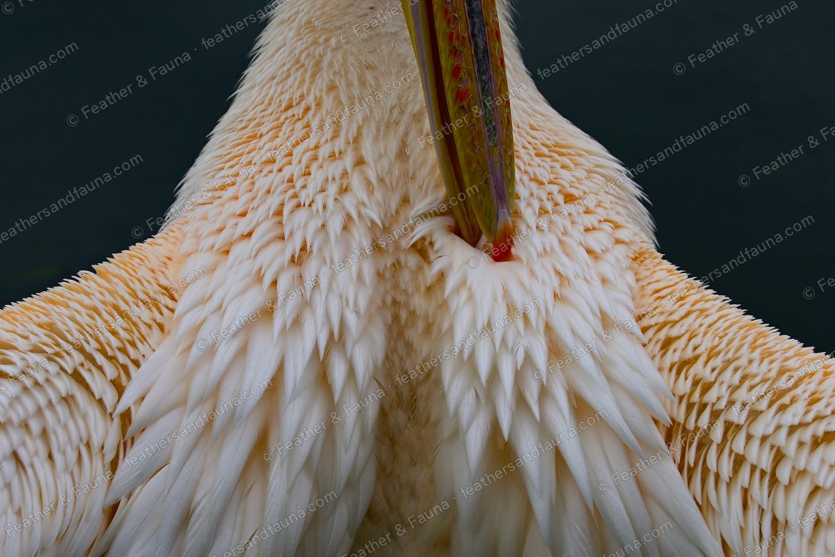 Abstract close-up of a Great White Pelican's breast feathers around its pink pouch.