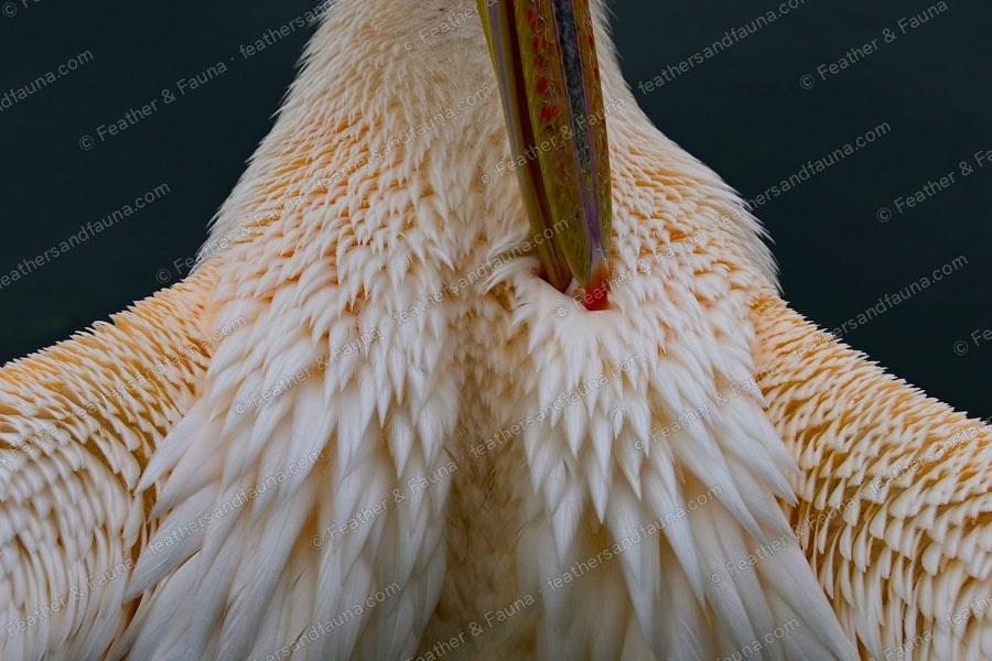 Abstract close-up of a Great White Pelican's breast feathers around its pink pouch.