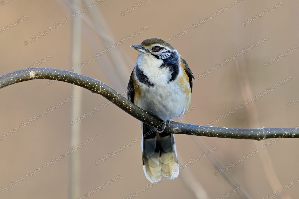 Greater Necklaced Laughingthrush with a black collar and marked face on a bare branch.