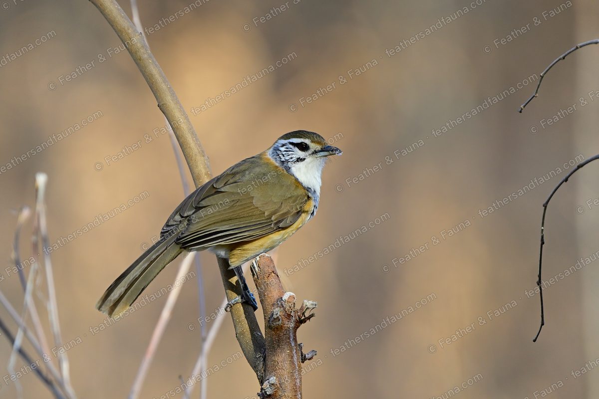 Greater Necklaced Laughingthrush looking back over its shoulder on a bare stem.