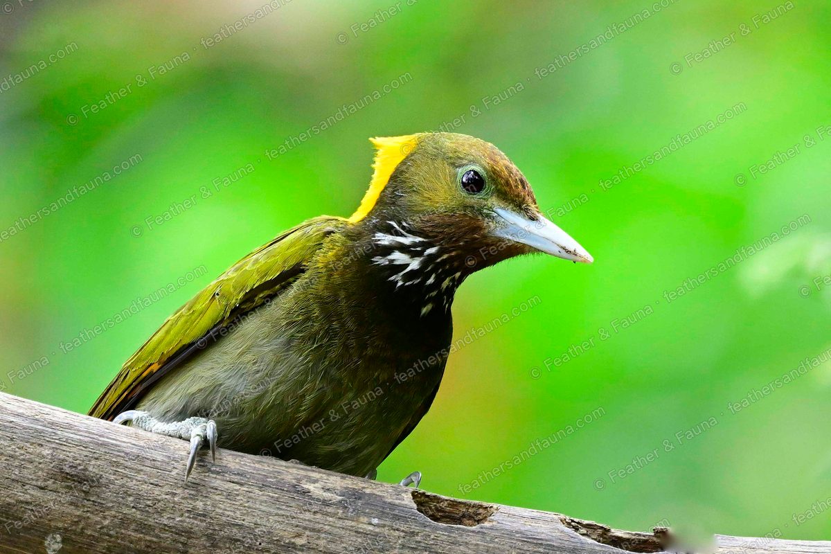 Female Greater Yellownape with a yellow nape crest on a bleached log.