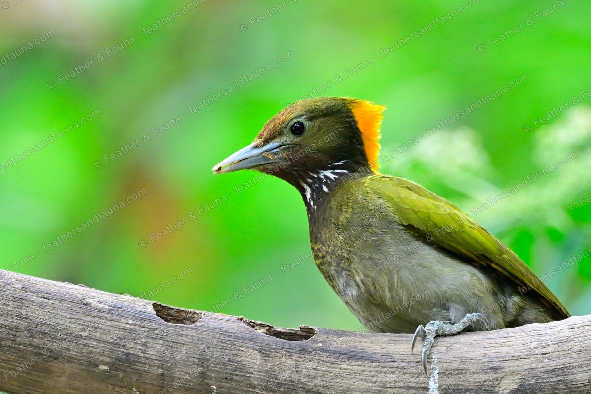 Female Greater Yellownape leaning forward on a pale log, yellow nape tuft lit.