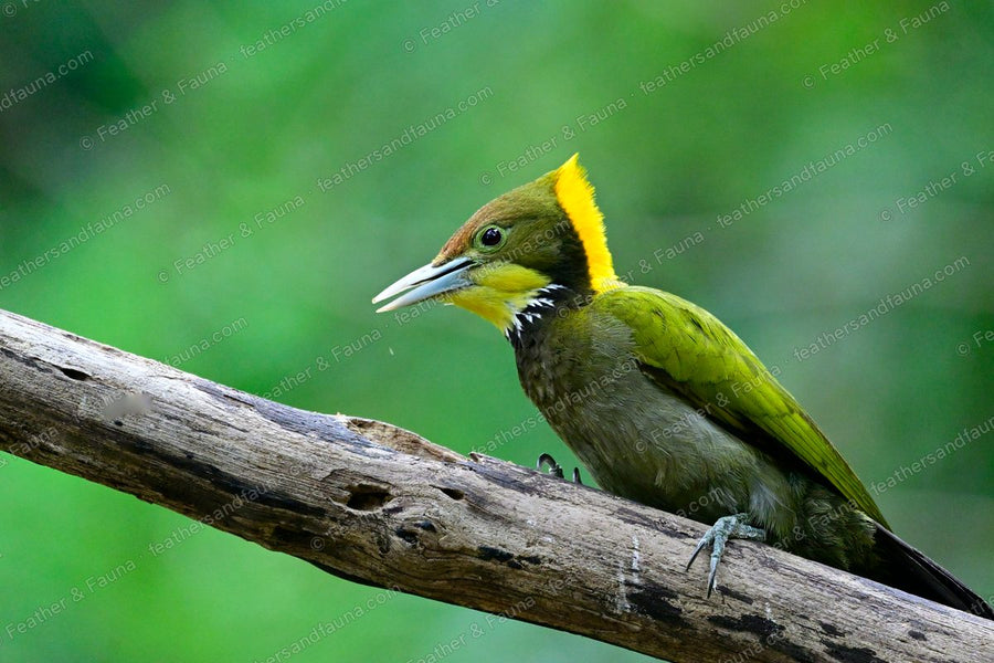 Male Greater Yellownape with a yellow crest and throat on a bleached log.
