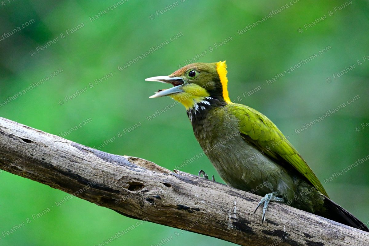 Male Greater Yellownape calling on a bleached log, yellow crest flared.