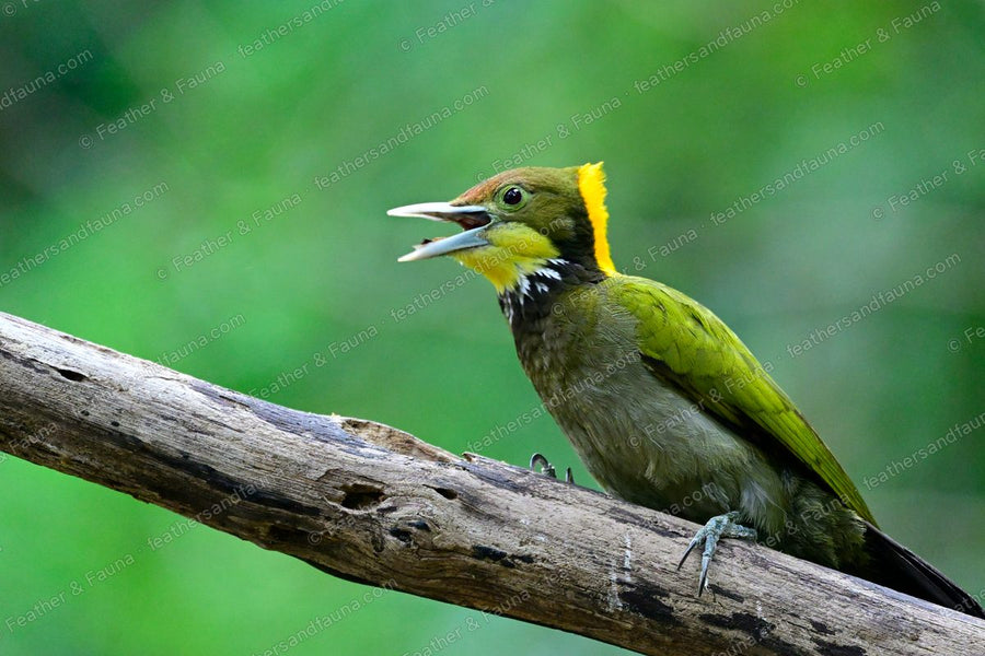 Male Greater Yellownape calling on a bleached log, yellow crest flared.