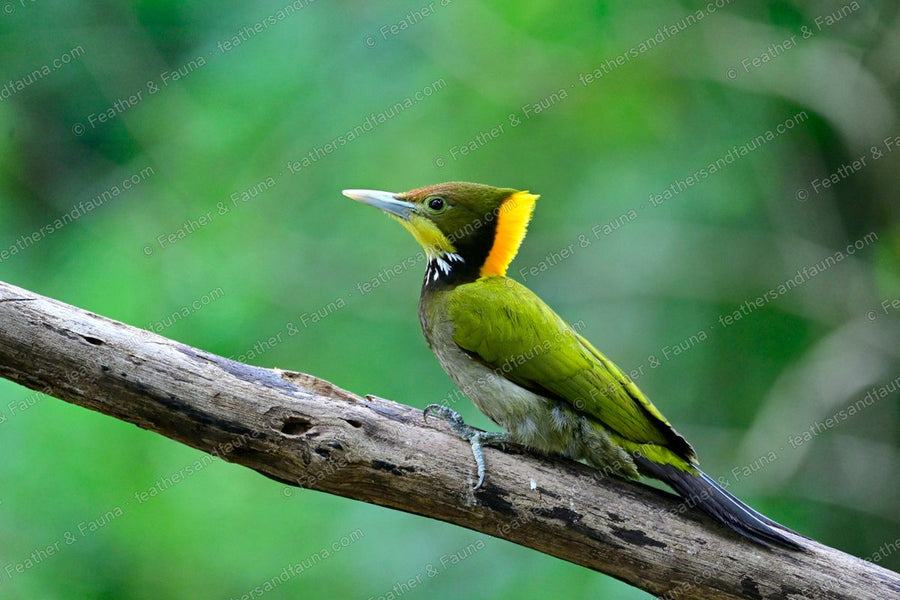 Male Greater Yellownape with a bushy yellow crest on a leaning branch.