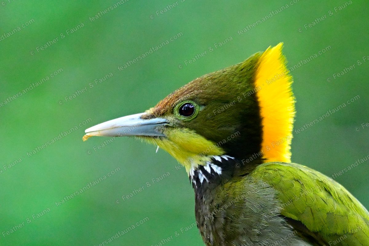 Head portrait of a male Greater Yellownape with a bushy yellow crest.
