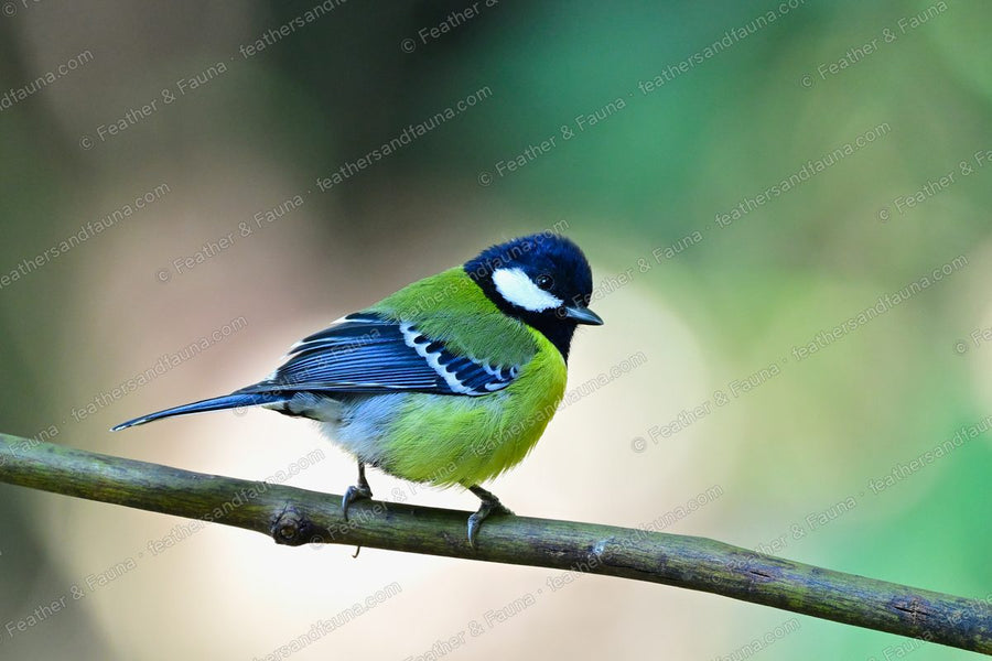 Green-backed Tit with a black head and yellow underparts on a bare branch.
