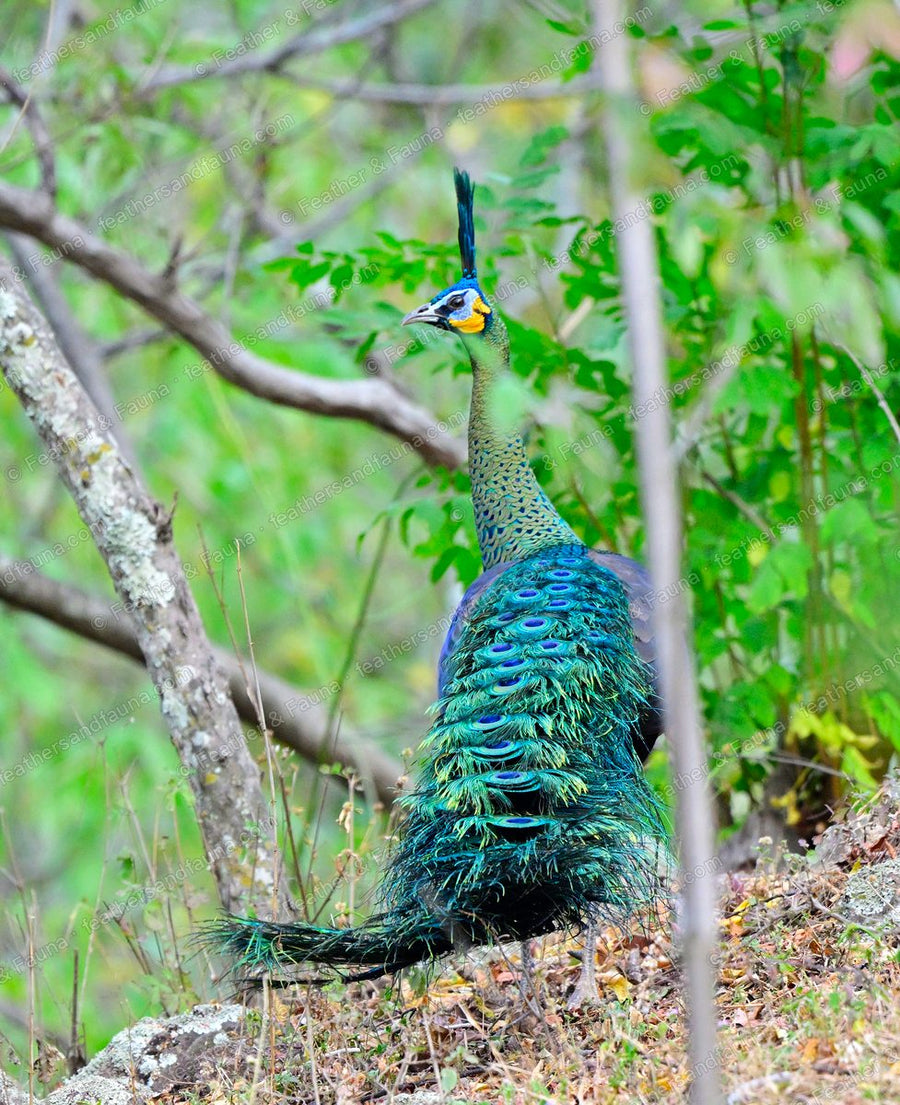 Male Green Peafowl with scaled green neck and tall crest among forest scrub.
