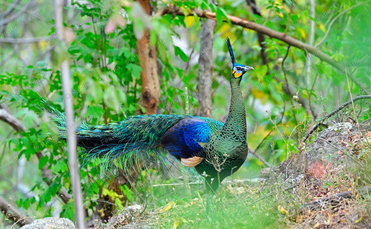 Male Green Peafowl with iridescent blue breast walking through forest undergrowth.