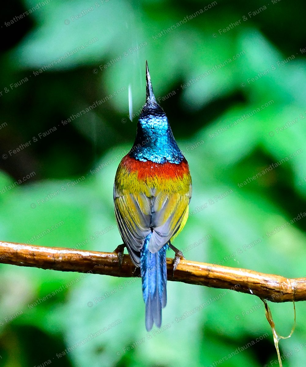Male Green-tailed Sunbird from behind on a wet branch, long blue-green tail.