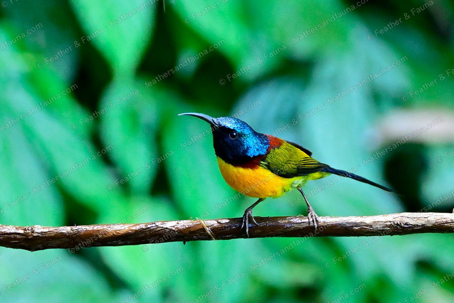 Male Green-tailed Sunbird with a long blue-green tail on a bare branch.