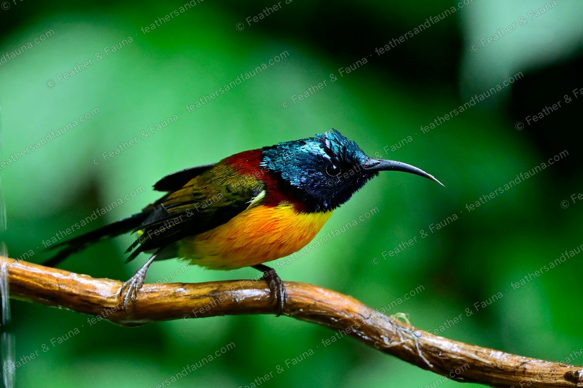 Male Green-tailed Sunbird with a metallic crown and maroon breast band on a bare branch.