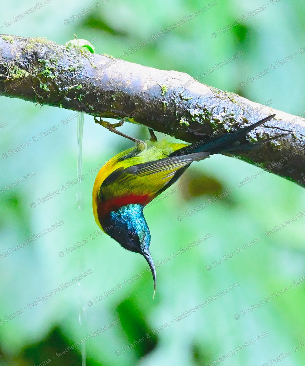 Male Green-tailed Sunbird hanging upside down under a mossy branch, water dripping.