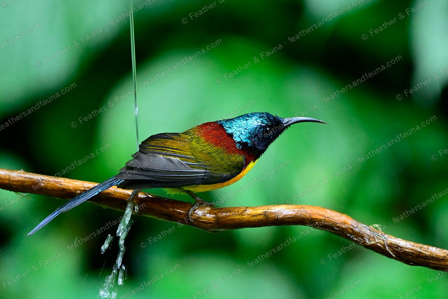 Male Green-tailed Sunbird on a bare branch with water falling past, metallic crown showing.