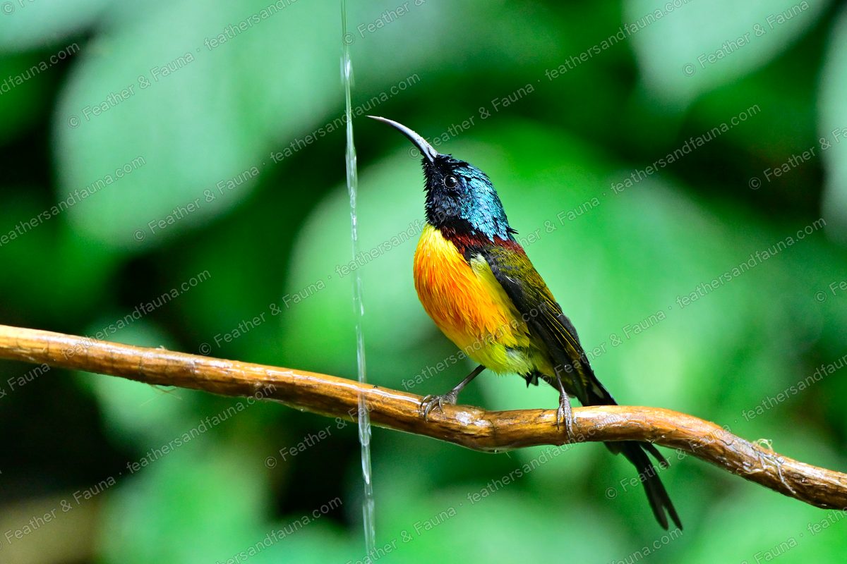 Male Green-tailed Sunbird with bill raised on a bare branch, maroon breast band showing.
