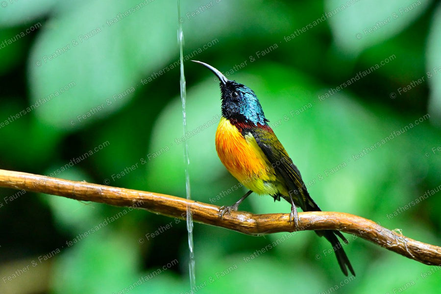 Male Green-tailed Sunbird with bill raised on a bare branch, maroon breast band showing.