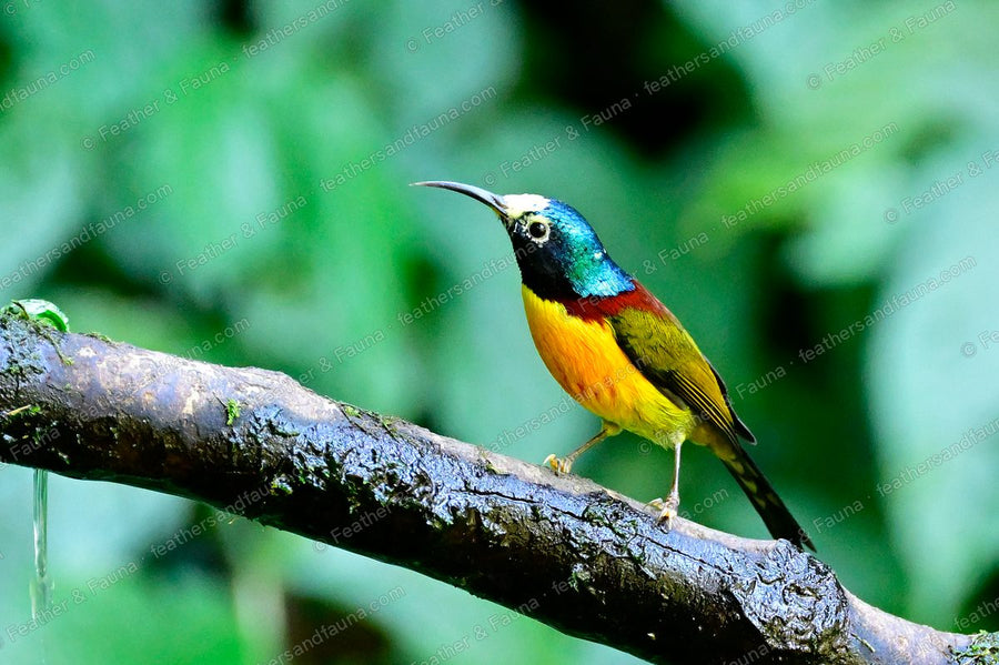Male Green-tailed Sunbird with a metallic crown and maroon breast band on a wet mossy branch.