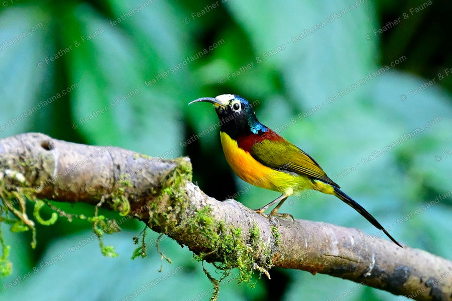 Male Green-tailed Sunbird with a long tail on a mossy branch.