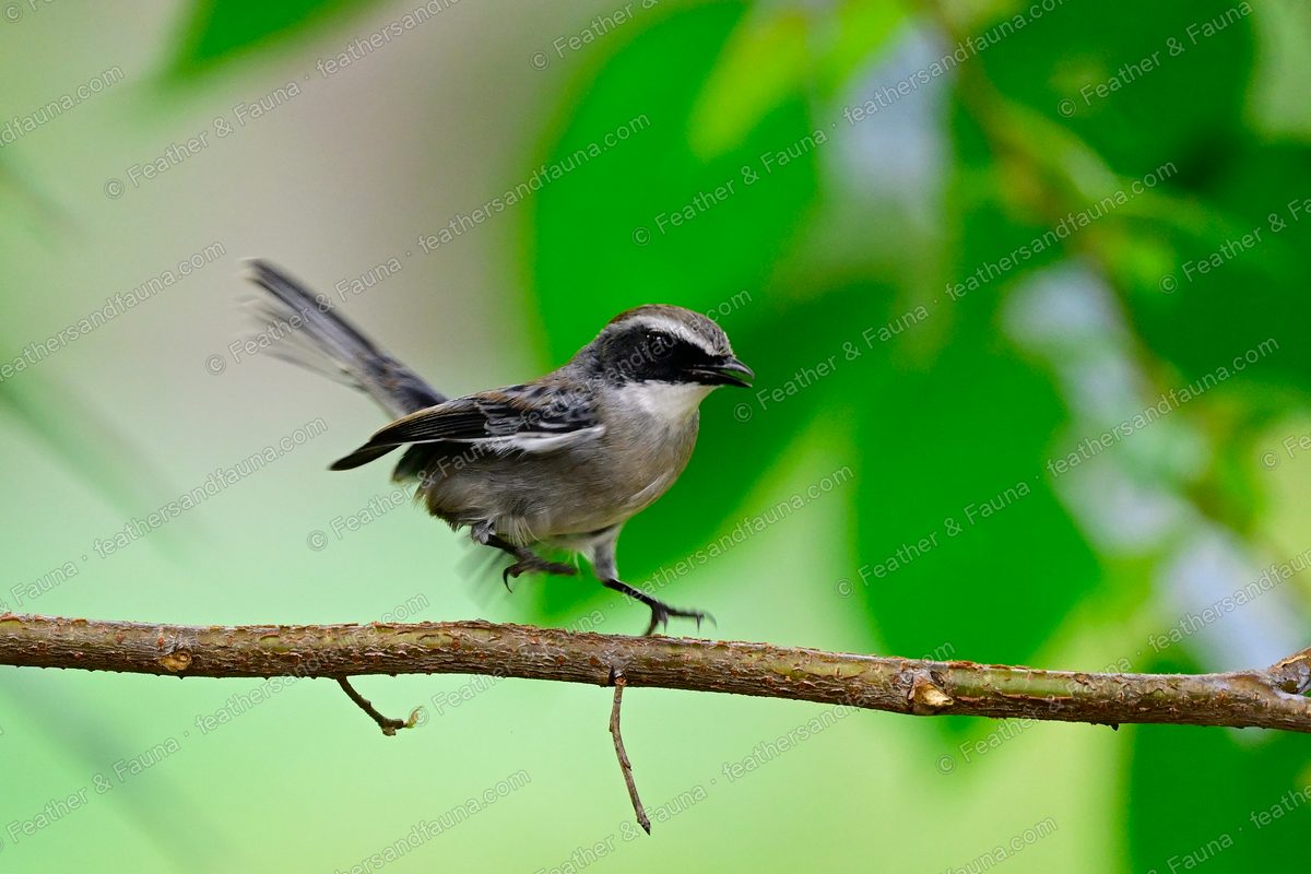Male Grey Bushchat with a black mask and white brow, tail spread, on a diagonal branch.