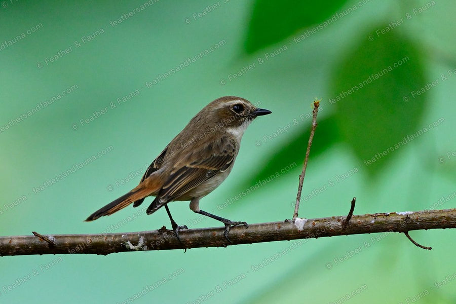 Female Grey Bushchat, brown with a buff eyebrow and rufous tail, on a diagonal branch.