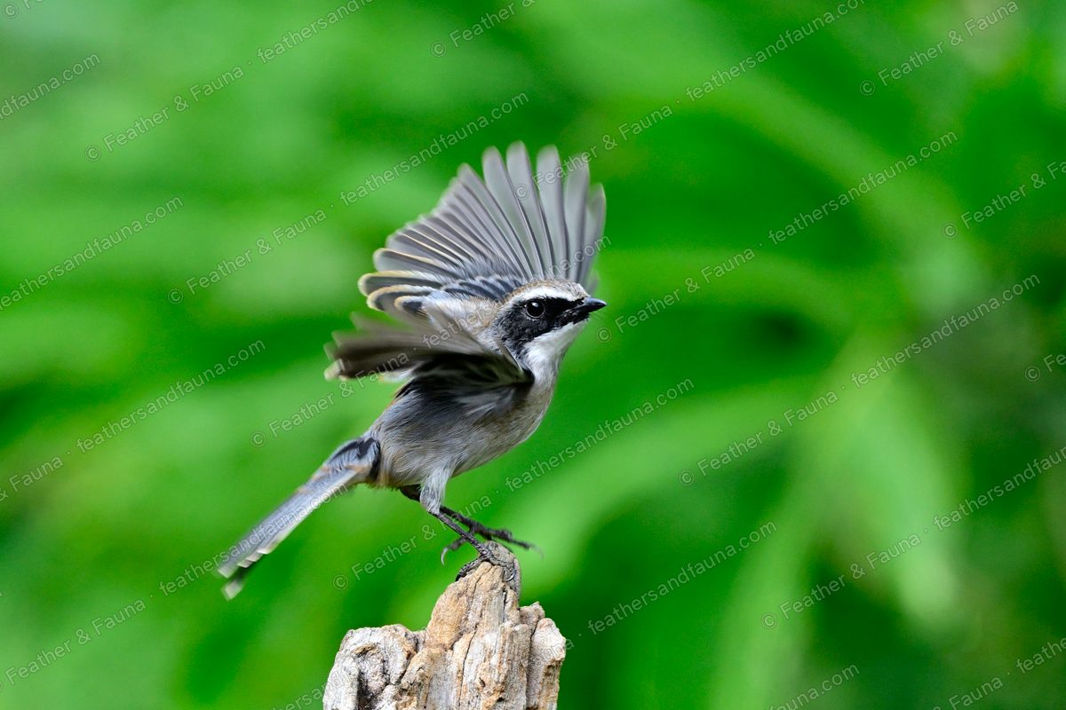 Male Grey Bushchat launching from a stump with wings and tail fanned.