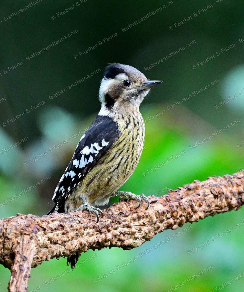Grey-capped Pygmy Woodpecker, small and black-and-white, on a knobbly branch.