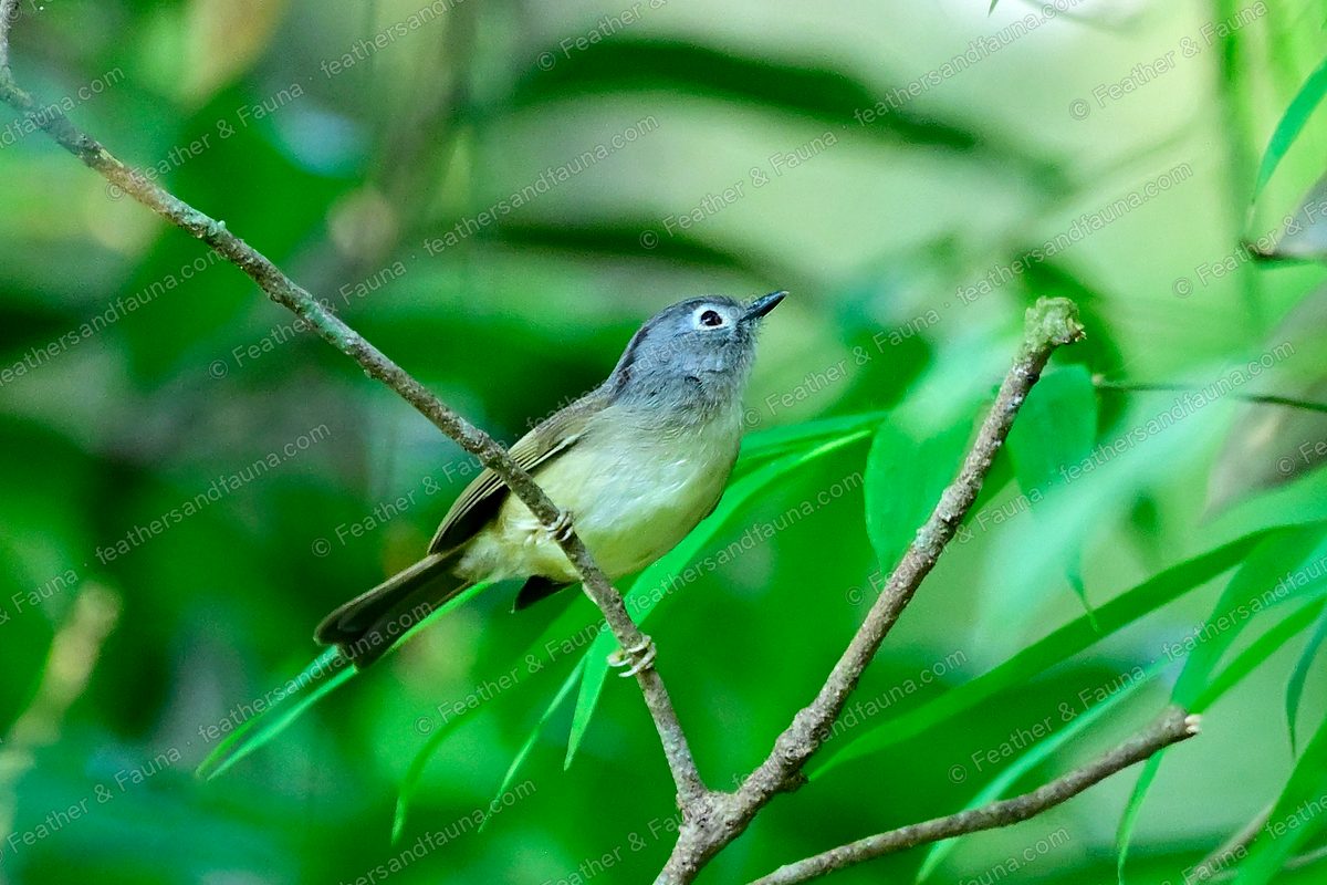 Grey-cheeked Fulvetta with a grey hood and white eye-ring on a bamboo twig.