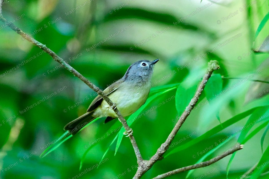 Grey-cheeked Fulvetta with a grey hood and white eye-ring on a bamboo twig.