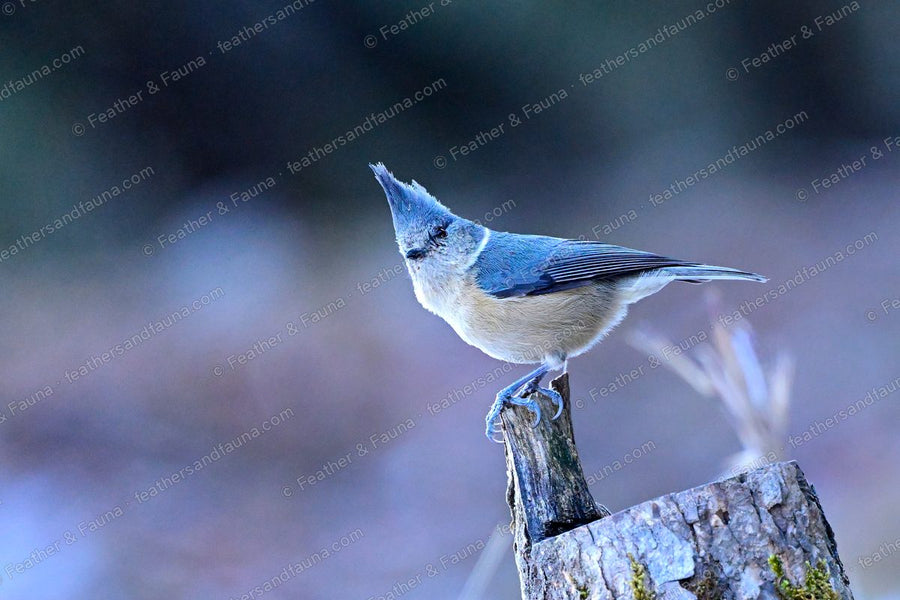 Grey-crested Tit with a raised crest leaning forward on a broken stump.