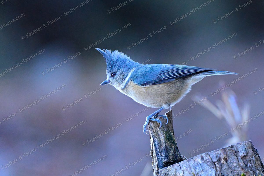 Grey-crested Tit perched on a mossy stump with its crest raised.