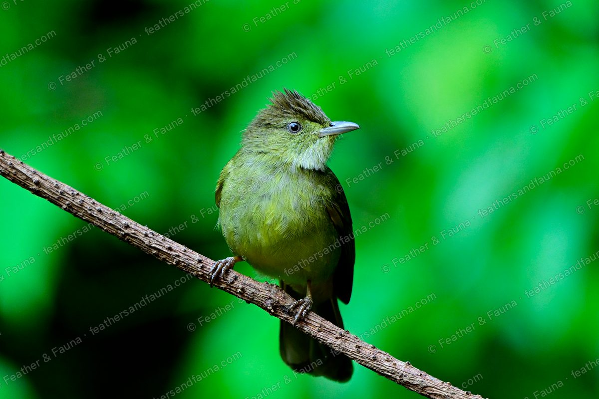 Grey-eyed Bulbul, olive-green with a pale eye, perched upright on a bare branch.