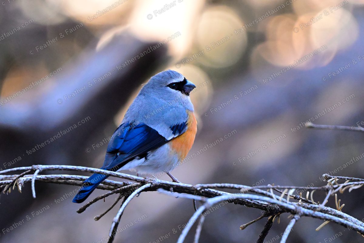 Male Grey-headed Bullfinch, grey above and orange below, on frosty twigs.